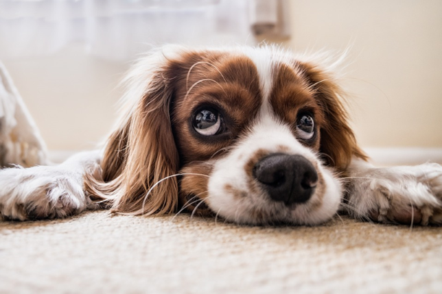 Un remède pour l'anxiété de votre chien