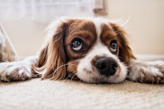 Un remède pour l'anxiété de votre chien