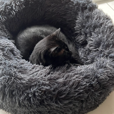 Pet Nest®